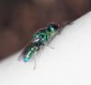 Trichrysis cyanea